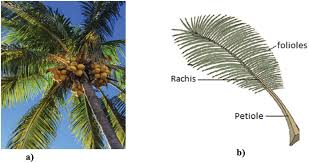 Image result for Cocos nucifera