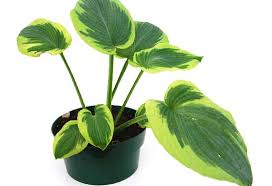 4 Dieffenbachia Poisonous Plants Cat Plants Plants