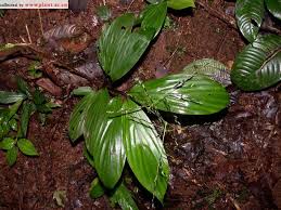 Image result for Rhytachne