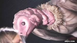 Amber Wild and Azalea Lee Two Lesbian Girls Engage in Toy Masturbation