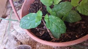 We did not find results for: White Spots On Mint Leaves Gardening For Beginners Forum At Permies