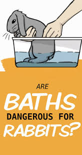 Seek for a wipe that is strong enough so that it does not get torn while cleaning but you have to also make sure that it should be gentle on. The Hidden Dangers Of Giving Your Pet Rabbit A Bath Pet Rabbit Pocket Pet Crazy Bunny Lady