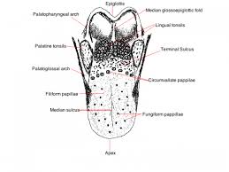 2012 Group Project 3 Embryology