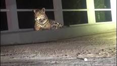 Resultado de imagem para onça pintada em valao pote