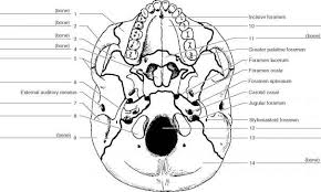 Maybe you would like to learn more about one of these? Human Skull Drawing Labeled Novocom Top