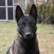 Belgian Malinois Army On Instagram Follow Malinois Army For More Double Tap Extreme Protectio Belgian Malinois Malinois Military Working Dogs