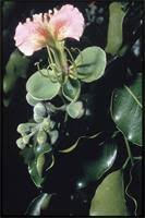 Image result for Achyrospermum schimperi