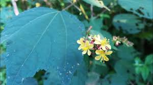 Image result for Triumfetta rhomboidea