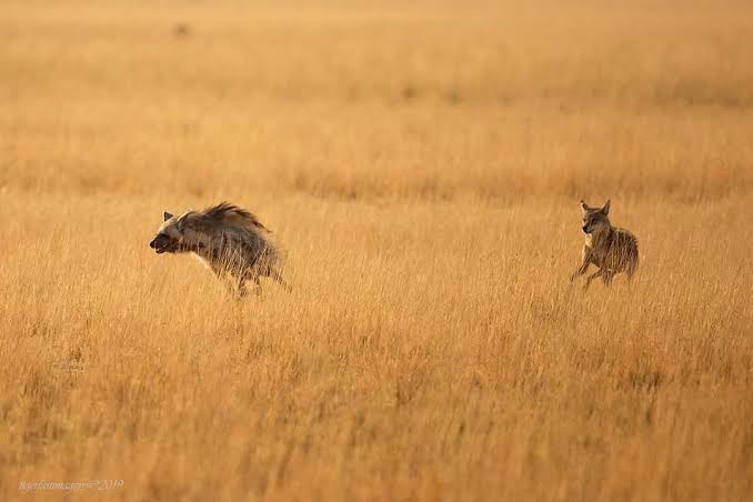 🔥An indian wolf chasing a striped hyena : r/NatureIsFuckingLit