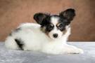 The 25 Cutest Dog Breeds - Most Adorable Dogs and Puppies