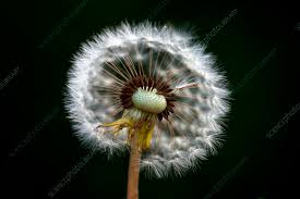 Image result for Taraxacum sp.
