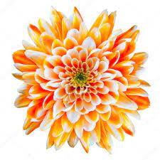 Single Orange And White Chrysanthemum Flower Isolated On White Background Beautiful Da Birth Flower Tattoos Chrysanthemum Flower Chrysanthemum Flower Pictures