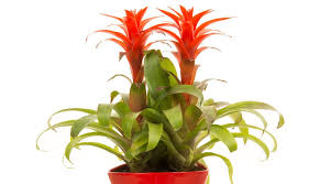 Echeveria 'stolonifera' echeveria 'stolonifera' est une plante moyenne qui crée de nombreux rejets et ramifications. Bromelia Plantation Entretien Cote Maison