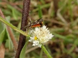 Image result for Astripomoea grantii