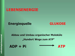 Andersrum muss bei der phosphorylierung atps zu adp energie zugeführt werden, welches dann im atp molekül gespeichert ist und, wenn im stoffwechsel notwendig, wieder eingesetzt werden kann. Lebensenergie Adp Pi Atp Energiequelle Glukose Ppt Herunterladen