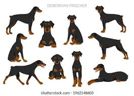 Doby Images Stock Photos Vectors Shutterstock