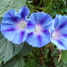 Image result for Ipomoea marginata