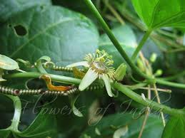 Image result for Passiflora suberosa