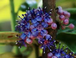 Image result for Memecylon