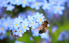 To keep your garden looking amazing throughout the year, make sure to mix it up: 17 Best Flowers For Honey Bees And Other Helpful Pollinators