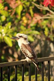 About Wild Animals Amazing Facts About A Kookaburra Animals Beautiful Animals Wild Pet Birds