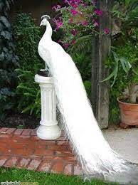 beyaz tavus kusu heykeli most beautiful birds albino peacock beautiful birds