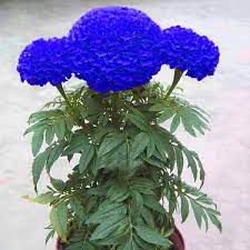 Blue Chrysanthemum Marigold Flower Seeds In 2021 Flower Seeds Planting Flowers Marigold Flower