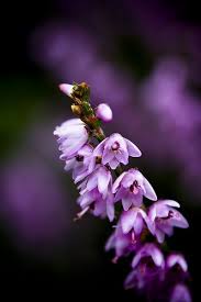 10 Meanings For H Flowers Heather Flower Heather Plant Flower Lover