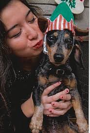 Don't Pet Me, I'm a Yellow Dog!