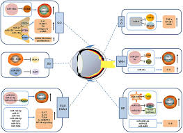 Way more than your traditional web browser, this application makes sure you can explore and stream. Frontiers Micrornas And Autoimmune Mediated Eye Diseases Cell And Developmental Biology