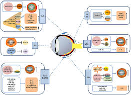 Uc browser (formerly known as ucweb) is a web and wap browser with fast speed and . Frontiers Micrornas And Autoimmune Mediated Eye Diseases Cell And Developmental Biology