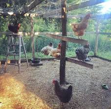 Huhnerstall Chicken Diy Chicken Roost Chicken Coop Plans