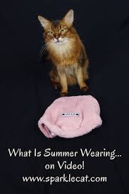 Classic Best High Style Fashion Now On Video In 2020 Cat Fashion Fashion Now High Fashion