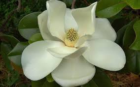 Salado Magnolia Magnolia Flower Flower Pictures Flower Essences