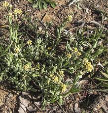 Image result for Pseudognaphalium luteo-album