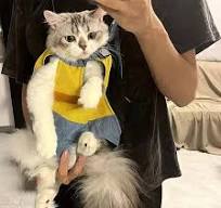 Amazon.com: Femfun Pet Handle Backpack Cat, Cat Handle ...