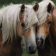 Pareja De Caballos Pretty Horses Horses Beautiful Horses