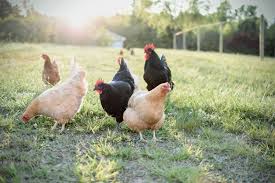 Rhode island reds are very adaptable birds and seem to thrive where others do not. Gail Damerow Discusses A Hen S Laying Cycles And Life Span Murray Mcmurray Hatchery Blog