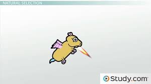 Check spelling or type a new query. Hardy Weinberg Equilibrium Iii Evolutionary Agents Video Lesson Transcript Study Com