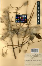 Image result for Sericostachys