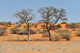 Image result for Kalaharia uncinata