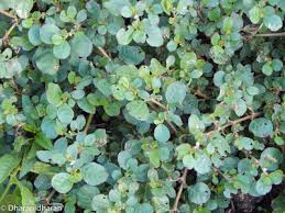Image result for Trianthema portulacastrum