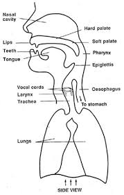 Vocal Anatomy