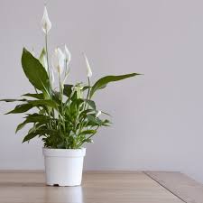 Adenium kurang lebih sama dengan tanaman lain. Tren 10 Tanaman Hias Yang Kini Banyak Digemari Untuk Menghias Rumah 2018
