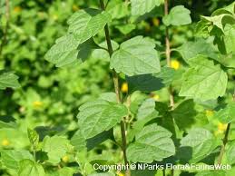 Image result for Karomia tettensis