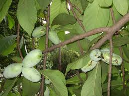 I would be very interested in how the natives ate them, please update us with any information anyone learns!! Stalking The Exotic And Wild Paw Paw Tree Veggie Gardening Tips