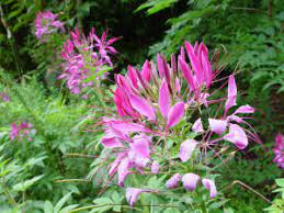 Maybe you would like to learn more about one of these? Garden Plants Flowers Starting With Letter C Plants That Start With C