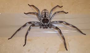 Persons unfamiliar with spider taxonomy commonly confuse large species with tarantulas, but huntsman spiders can generally be identified by their while many may refer to them as tarantulas, the spiders actually belong to the family sparassidae, and are a diverse group found from florida to. Huntsman Spider Monster Seven Inch Arachnid In Uk After 10 000 Mile Trek From Australia Nature News Express Co Uk