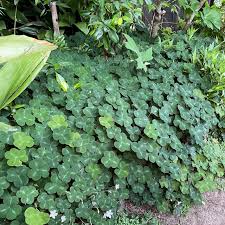 Image result for Oxalis oligotricha