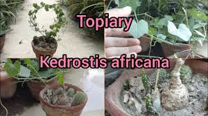 Image result for Kedrostis africana